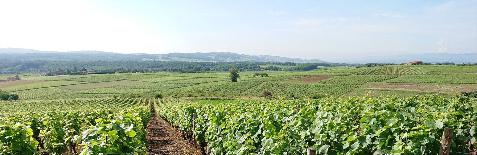 Christophe Coquard, Artisan Wine Negociant in the Beaujolais and Mâconnais
