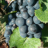 Grappe de raisins de gamay noir à jus blanc