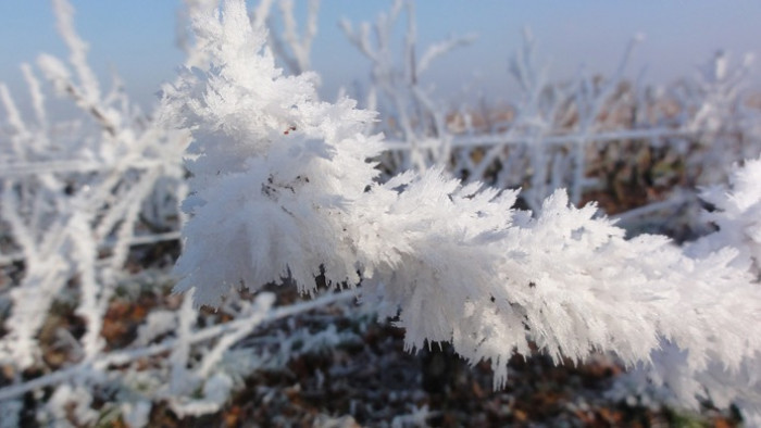 Givre sur le vignoble