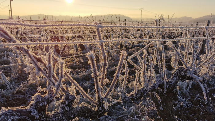 Le Beaujolais givré!