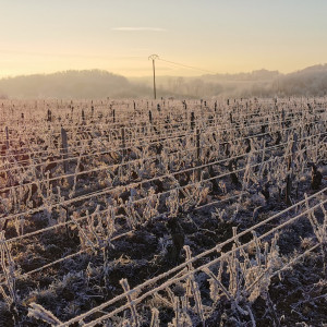 Le Beaujolais givré!