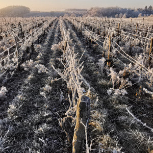 Le Beaujolais givré!