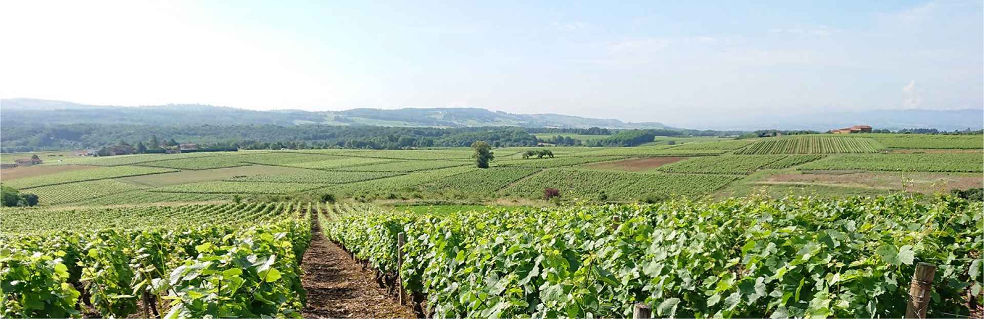 Le Beaujolais et ses grands vins Un vignoble et des vins d&#039;exception