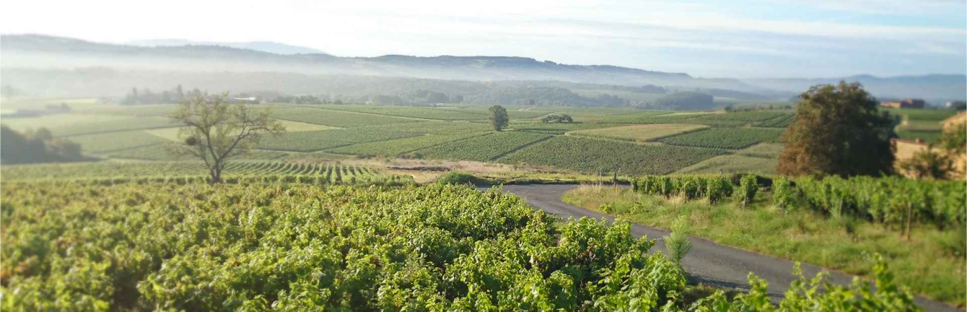 Nos vinsde l&#039;appellation Brouilly