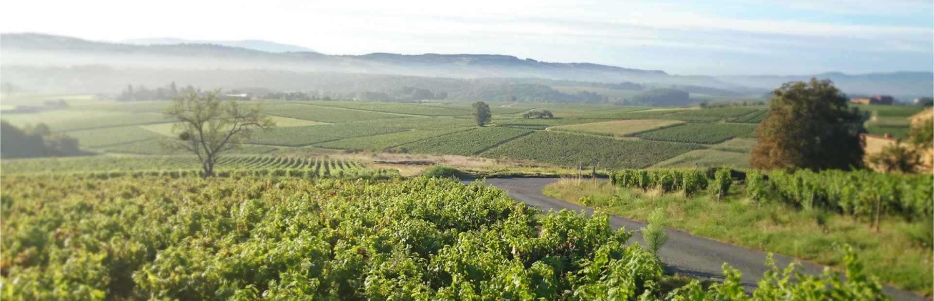 Winesof the appellation Fleurie