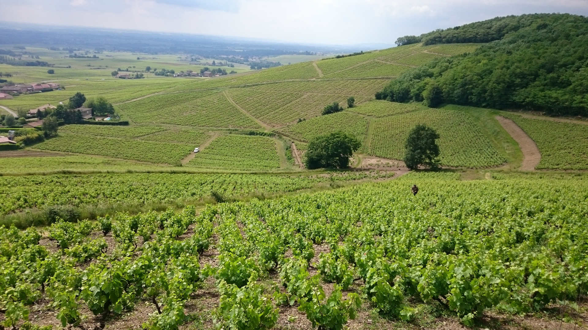 Christophe Coquard, Artisan Négociant en Beaujolais / Mâconnais