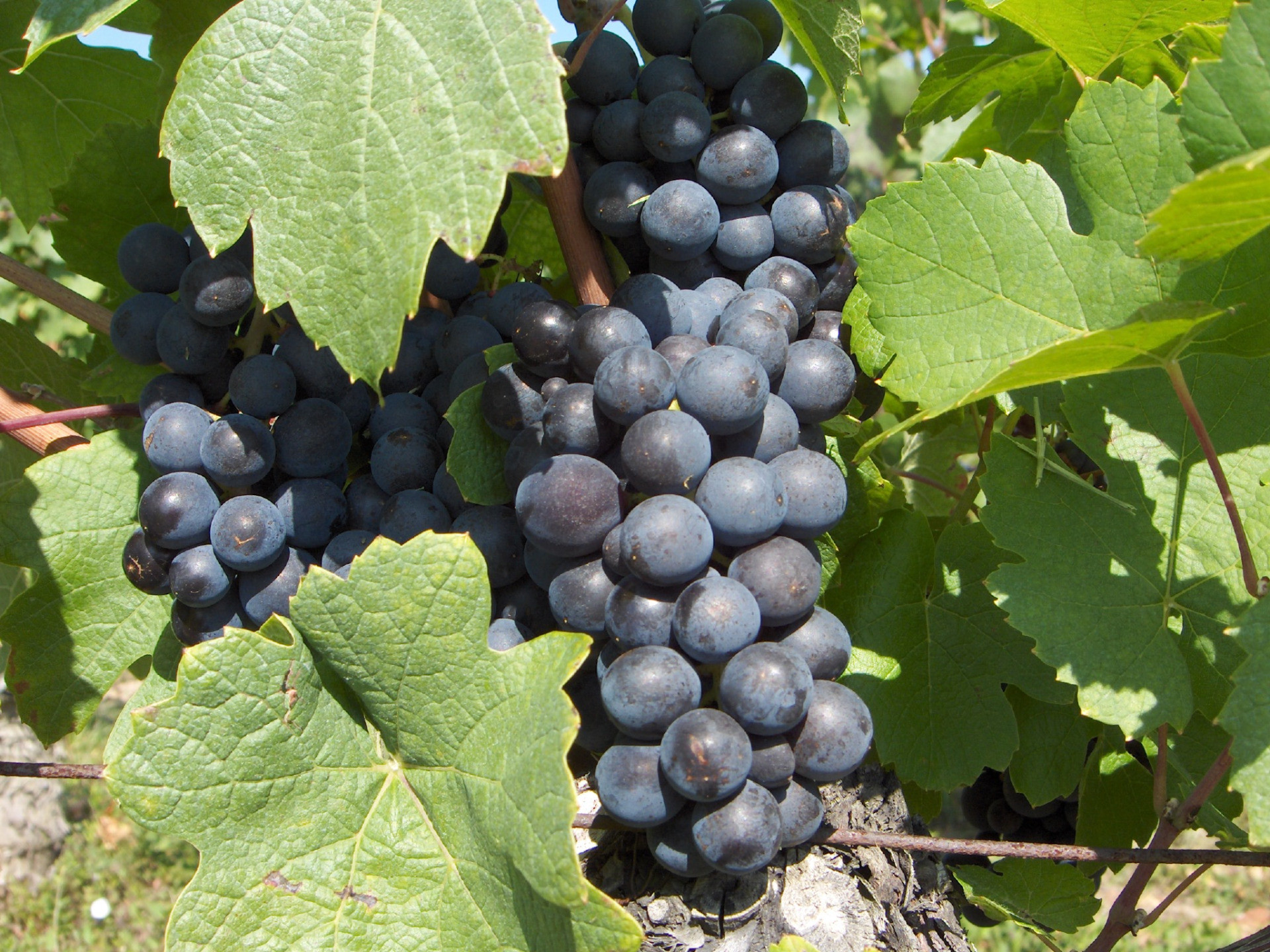 Christophe Coquard, Artisan Wine Negociant in the Beaujolais and Mâconnais