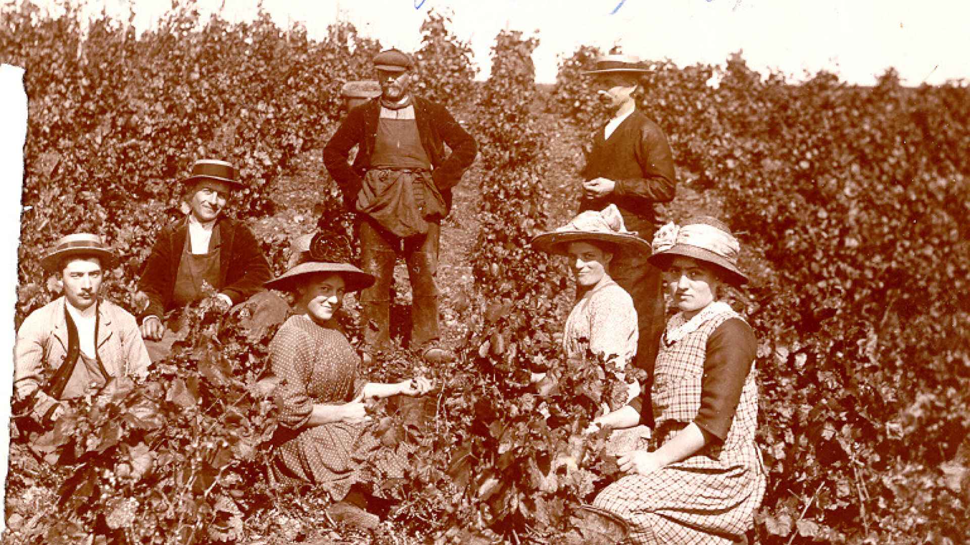 Beaujolais - Vendanges 1914 - Christophe Coquard