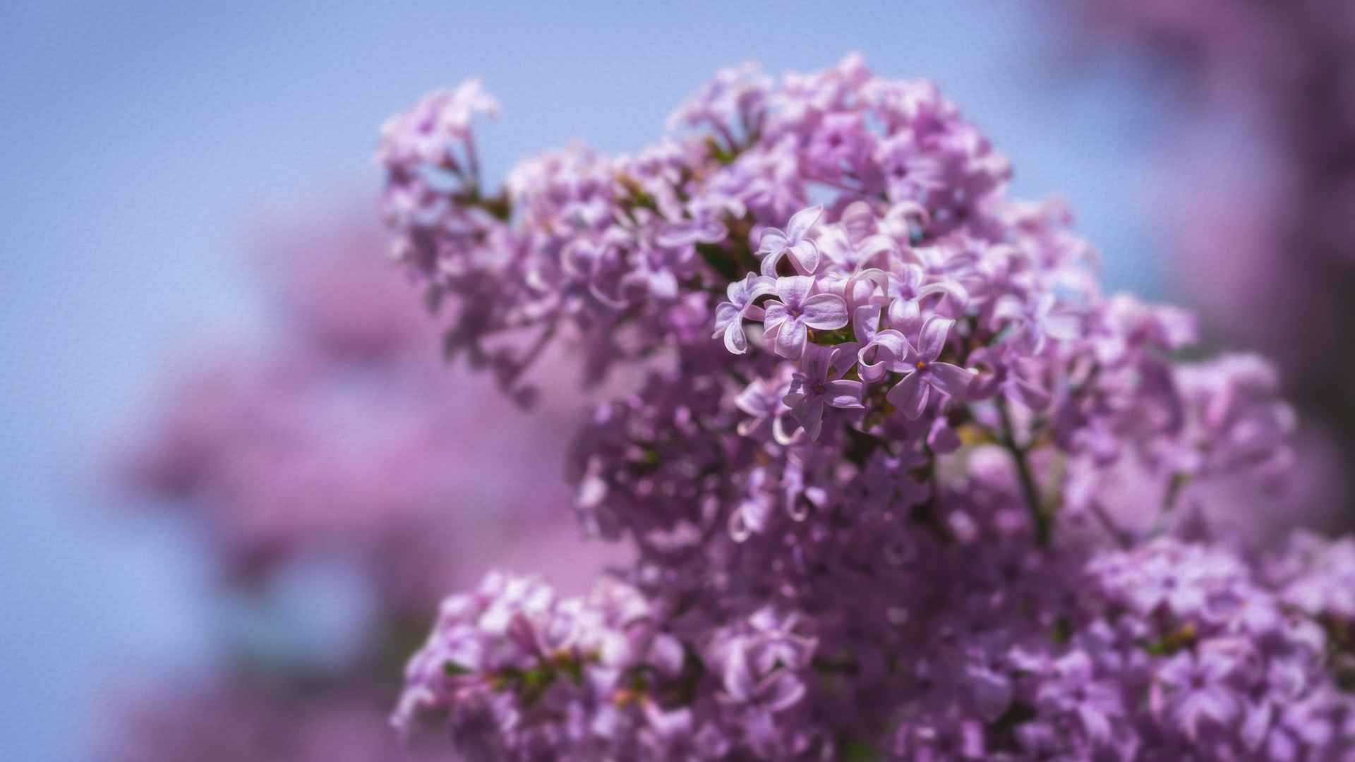 Fleurie - Glycine et Lilas - Collection Maison - Christophe Coquard