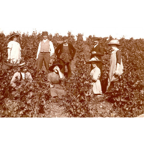 Beaujolais - Vendanges 1914 - Christophe Coquard