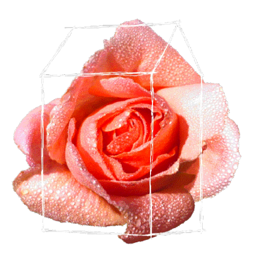 Beaujolais Rosé - Rose d&#039;été - Collection Maison - Christophe Coquard